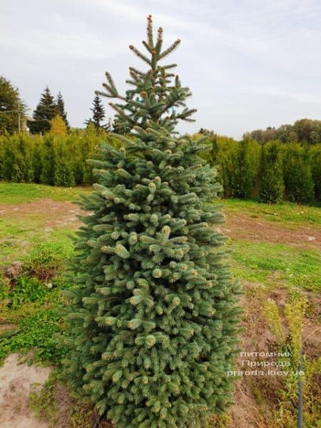 Ель колючая Глаука (Picea pungens Glauca) ФОТО Питомник растений Природа (78)