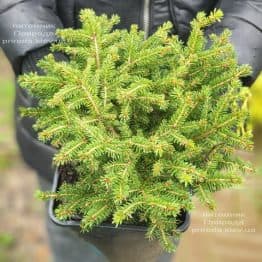 Ялина звичайна Нідіформіс (Picea abies Nidiformis) ФОТО Розплідник рослин Природа (8)