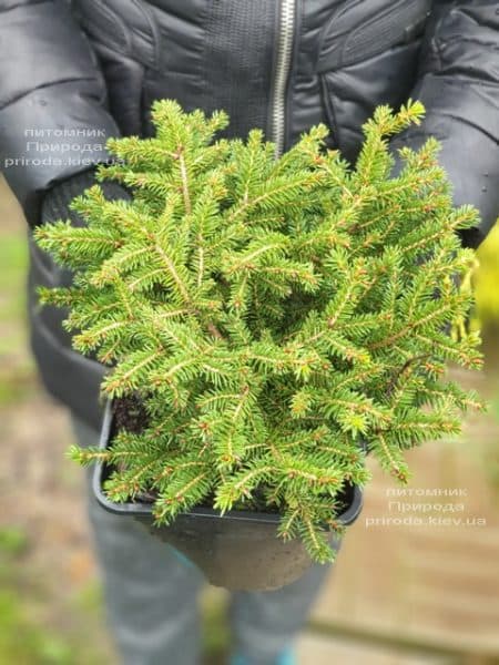 Ялина звичайна Нідіформіс (Picea abies Nidiformis) ФОТО Розплідник рослин Природа (8)