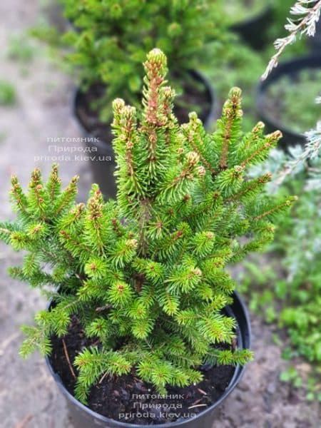 Ель обыкновенная Виллс Цверг (Picea abies Wills Zwerg) ФОТО Питомник растений Природа (2)