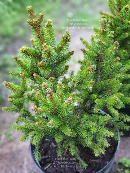Ялина звичайна Виллс ЦВЕРГ (Picea abies Wills Zwerg) ФОТО Розплідник рослин Природа (3)