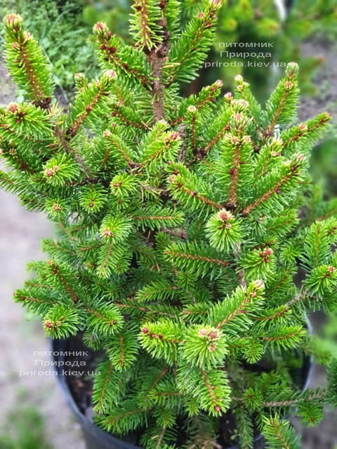 Ель обыкновенная Виллс Цверг (Picea abies Wills Zwerg) ФОТО Питомник растений Природа (4)