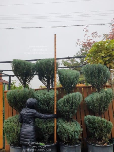 Ялівець скельний Блю Арроу (Блю Ерроу) (Juniperus scopolorum Blue Arrow) ФОТО Розплідник рослин Природа (43)