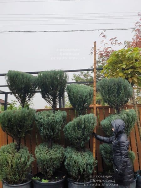 Ялівець скельний Блю Арроу (Блю Ерроу) (Juniperus scopolorum Blue Arrow) ФОТО Розплідник рослин Природа (44)