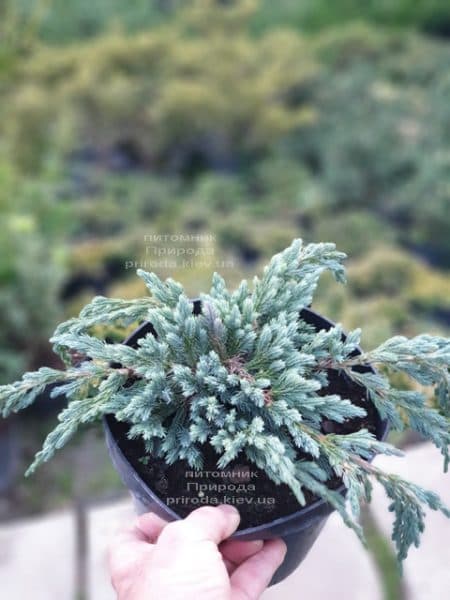 Можжевельник чешуйчатый Блю Спайдер (Juniperus squamata Blue Spider) ФОТО Питомник растений Природа (1)