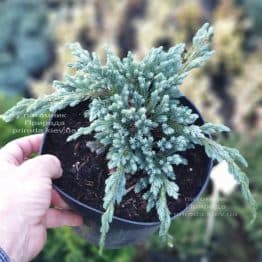 Ялівець лускатий Блю Спайдер (Juniperus squamata Blue Spider) ФОТО Розплідник рослин Природа (3)