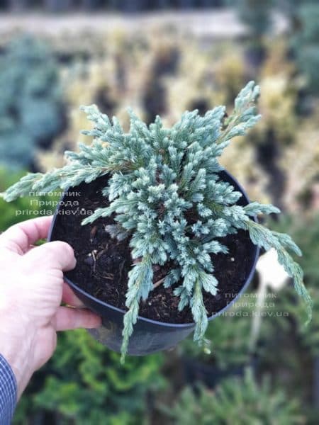 Ялівець лускатий Блю Спайдер (Juniperus squamata Blue Spider) ФОТО Розплідник рослин Природа (3)