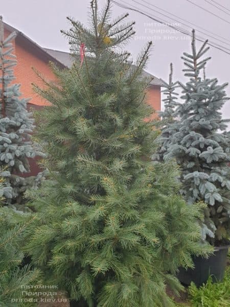 Ялиця одноколірна (Abies Concolor) ФОТО Розплідник рослин Природа (53)