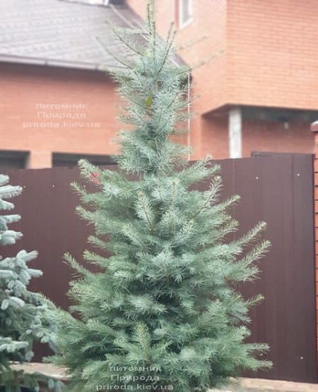 Ялиця одноколірна (Abies Concolor) ФОТО Розплідник рослин Природа (55)