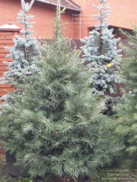 Пихта одноцветная (Abies Concolor) ФОТО Питомник растений Природа (57)