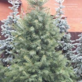 Пихта одноцветная (Abies Concolor) ФОТО Питомник растений Природа (58)