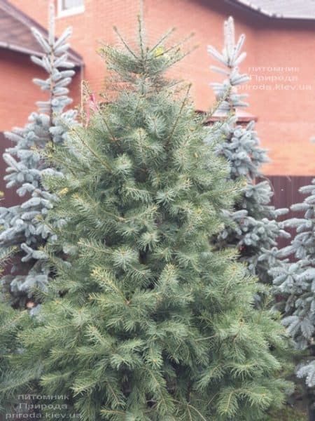 Пихта одноцветная (Abies Concolor) ФОТО Питомник растений Природа (58)