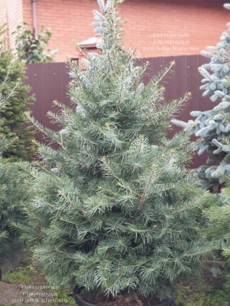 Пихта одноцветная (Abies Concolor) ФОТО Питомник растений Природа (59)