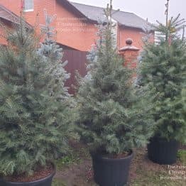 Пихта одноцветная (Abies Concolor) ФОТО Питомник растений Природа (60)