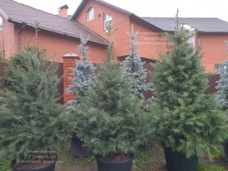 Пихта одноцветная (Abies Concolor) ФОТО Питомник растений Природа (61)