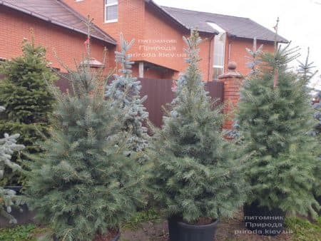 Ялиця одноколірна (Abies Concolor) ФОТО Розплідник рослин Природа (62)