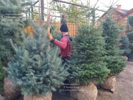 Ялиця одноколірна (Abies Concolor) ФОТО Розплідник рослин Природа (65)