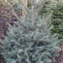 Пихта одноцветная (Abies Concolor) ФОТО Питомник растений Природа (66)