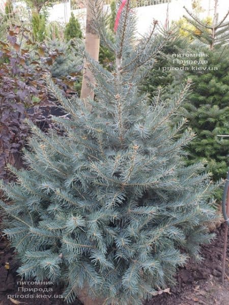 Пихта одноцветная (Abies Concolor) ФОТО Питомник растений Природа (66)