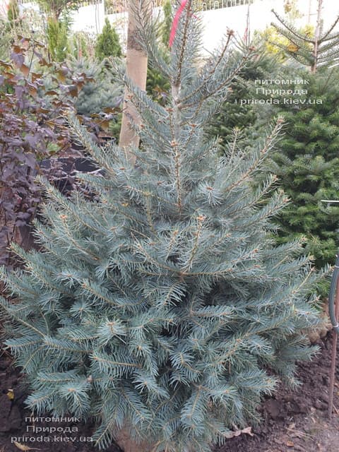 Пихта одноцветная (Abies Concolor) ФОТО Питомник растений Природа (66)