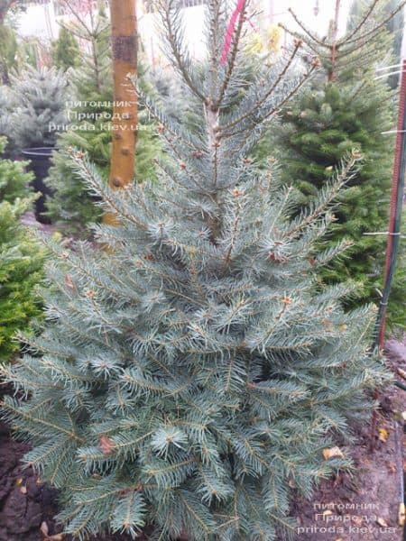 Пихта одноцветная (Abies Concolor) ФОТО Питомник растений Природа (67)