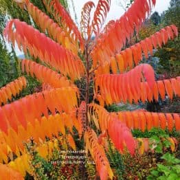 Сумах оленерогий (Уксусное дерево) (Rhus typhina) ФОТО Питомник растений Природа (1)