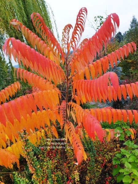 Сумах оленерогій (Оцтове дерево) (Rhus typhina) ФОТО Розплідник рослин Природа (1)