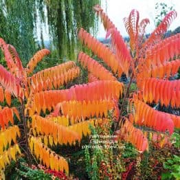 Сумах оленерогий (Уксусное дерево) (Rhus typhina) ФОТО Питомник растений Природа (2)