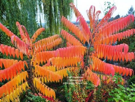 Сумах оленерогий (Уксусное дерево) (Rhus typhina) ФОТО Питомник растений Природа (2)