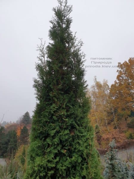 Туя західна колоновидна Колумна (Thuja occidentalis Columna) ФОТО Розплідник рослин Природа (26)