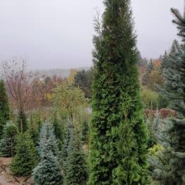 Туя західна колоновидна Колумна (Thuja occidentalis Columna) ФОТО Розплідник рослин Природа (29)