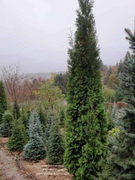 Туя западная колоновидная Колумна (Thuja occidentalis Columna) ФОТО Питомник растений Природа (29)