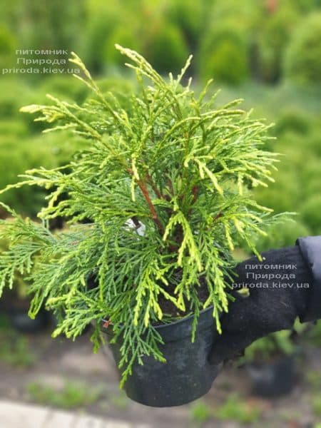 Туя складчатая Кагерс Бьюти (Thuja plicata Kagers Beauty) ФОТО Питомник растений Природа (1)