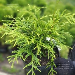 Туя складчаста Кагерс Б'юті (Thuja plicata Kagers Beauty) ФОТО Розплідник рослин Природа (2)