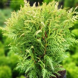 Туя западная Глобоза (Thuja occidentalis Globosa) ФОТО Питомник растений Природа (3)