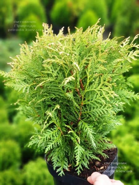 Туя западная Глобоза (Thuja occidentalis Globosa) ФОТО Питомник растений Природа (3)