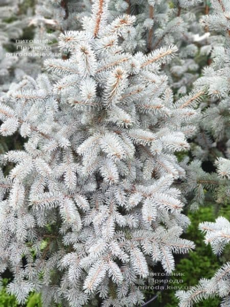 Ель голубая Блю Тринкет (Picea pungens Blue Trinket) ФОТО Питомник растений Природа (6)