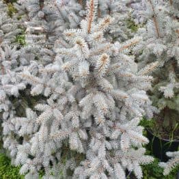 Ель голубая Блю Тринкет (Picea pungens Blue Trinket) ФОТО Питомник растений Природа (7)