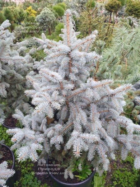 Ель голубая Блю Тринкет (Picea pungens Blue Trinket) ФОТО Питомник растений Природа (8)