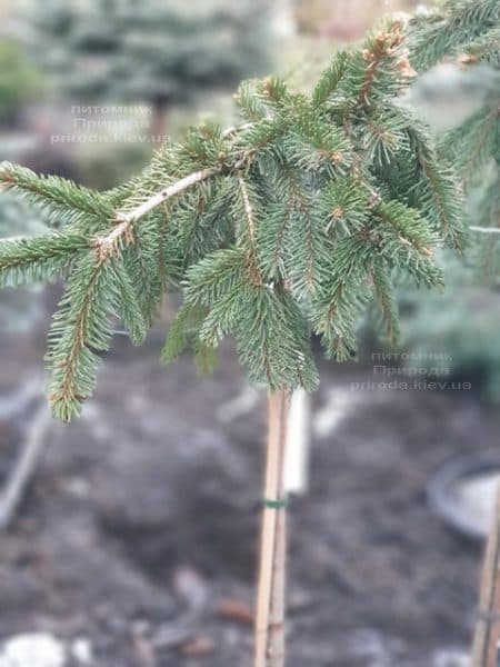 Ялина інверсії (Picea abies Inversa) на штамбі ФОТО Розплідник рослин Природа (2)