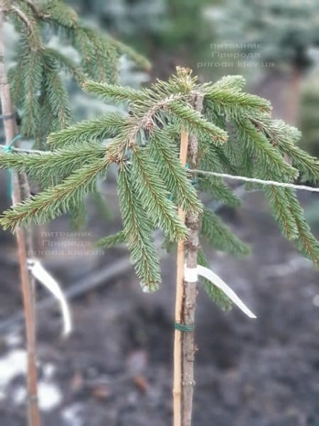 Ялина інверсії (Picea abies Inversa) на штамбі ФОТО Розплідник рослин Природа (3)