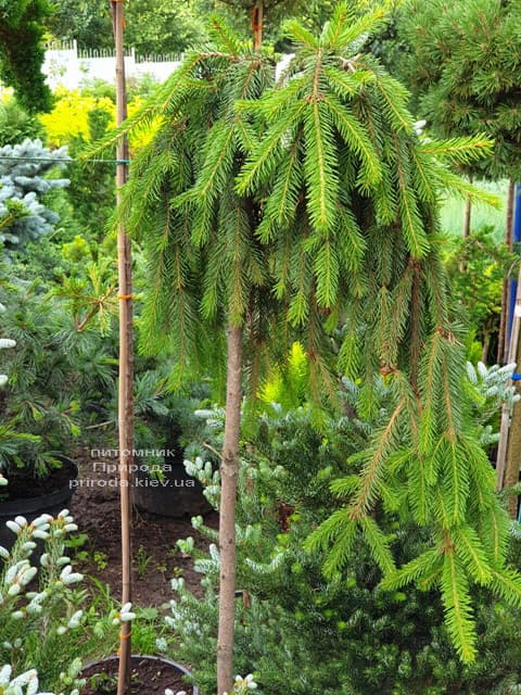 Ель Инверса (Picea abies Inversa) на штамбе ФОТО Питомник растений Природа (6)