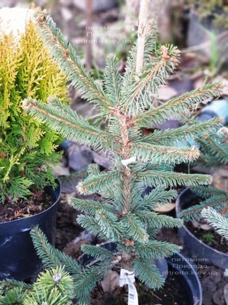 Ель Инверса (Picea abies Inversa) ФОТО Питомник растений Природа (7)