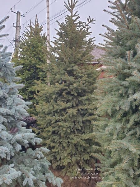 Ель колючая Глаука (Picea pungens Glauca) ФОТО Питомник растений Природа (80)