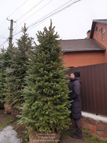 Ель колючая Глаука (Picea pungens Glauca) ФОТО Питомник растений Природа (82)