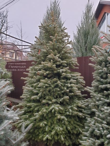 Ель колючая Глаука (Picea pungens Glauca) ФОТО Питомник растений Природа (83)