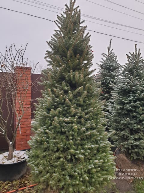 Ялина колюча Глаука (Picea pungens Glauca) ФОТО Розплідник рослин Природа (84)