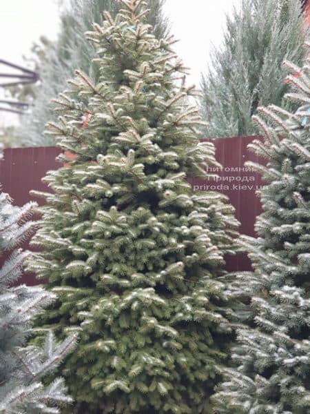 Ель колючая Глаука (Picea pungens Glauca) ФОТО Питомник растений Природа (85)