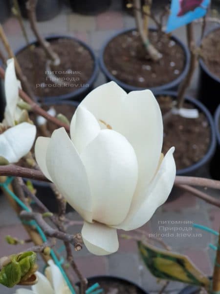 Магнолія Суланжа Альба Суперба (Magnolia soulangeana Alba Superba) ФОТО Розплідник рослин Природа (1)