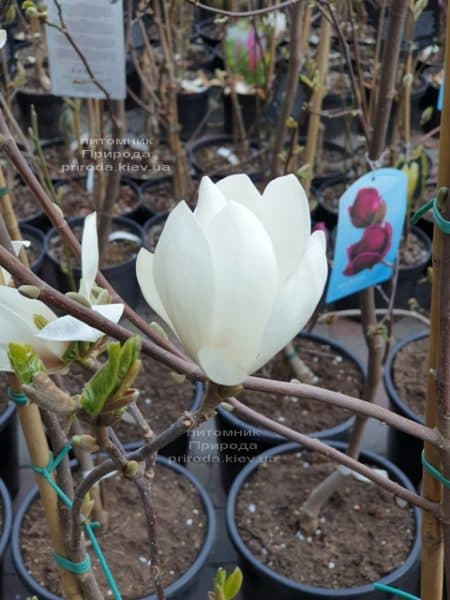 Магнолія Суланжа Альба Суперба (Magnolia soulangeana Alba Superba) ФОТО Розплідник рослин Природа (2)